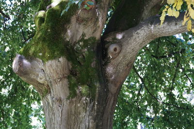 Low angle view of tree