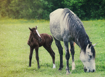 Horses in a field