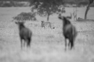 Horse standing on field