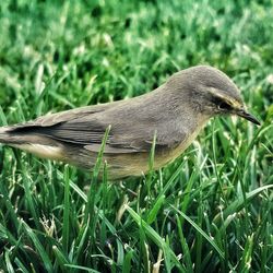 Close-up side view of a bird on grass