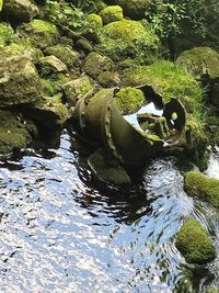 Ducks swimming on rock in water