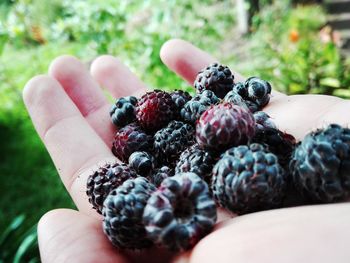 Midsection of person holding fruits