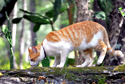 Cat in a forest