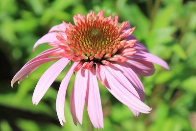 Close-up of pink flower