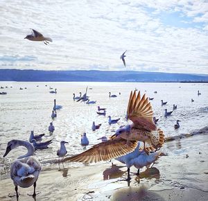 Flock of seagulls on beach