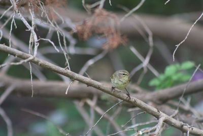 Close-up of a bird perching on branch