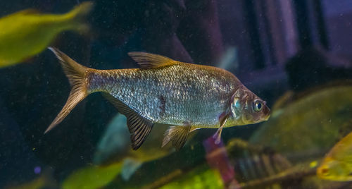 Fish swimming in sea