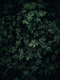Full frame shot of flowering plants
