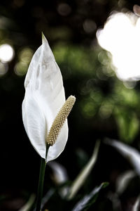 Close-up of white flower