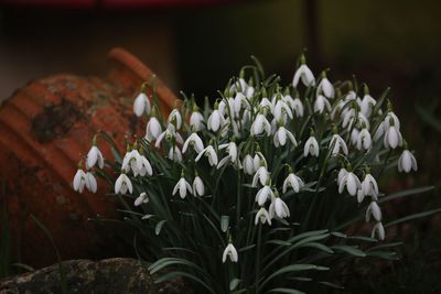 Close-up of white flowering plants