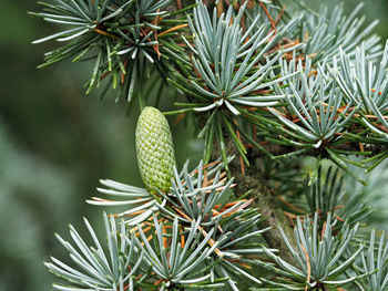 Little cone forming on a blue atlas cedar tree, cedrus atlantica glauca