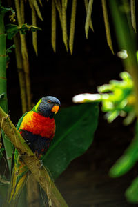 Close-up of parrot