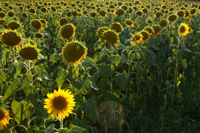 Sunflowers blooming on field