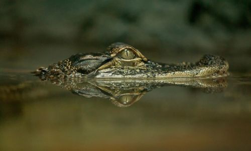 Close-up of alligator in water