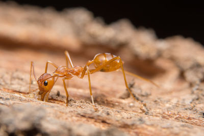 Close-up of ant on wood