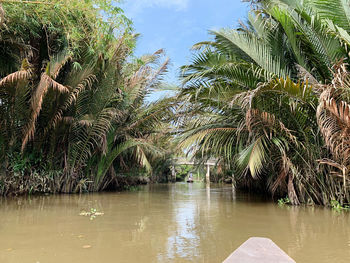 Palm trees by plants against sky