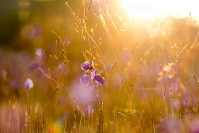 Close-up of purple flowering plants on field