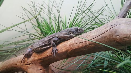 Iguana on tree at zoo