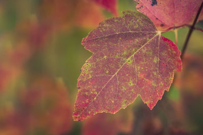 Close-up of maple leaf on tree