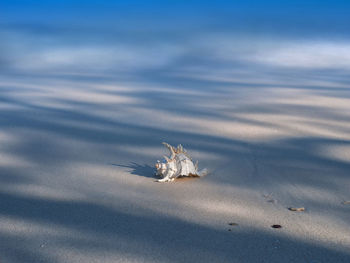 View of turtle on beach