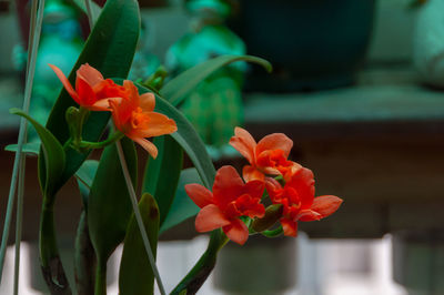 Close-up of red flowering plant