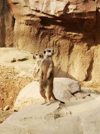 Full length of a cat on rock against wall at zoo