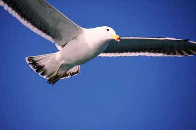 Low angle view of seagull flying against clear blue sky