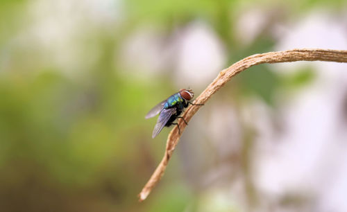 Close-up of insect on plant