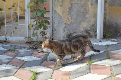 Portrait of cat relaxing on footpath