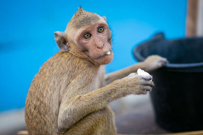 Monkey eating food in thailand.