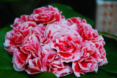 Close-up of pink rose flower