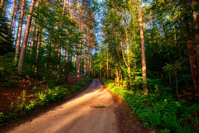 Dirt road amidst trees in forest