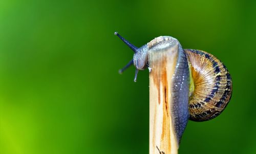 Close-up of snail on stem