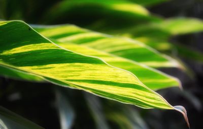 Close-up of fresh green leaf