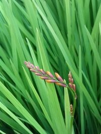 Full frame shot of green leaves