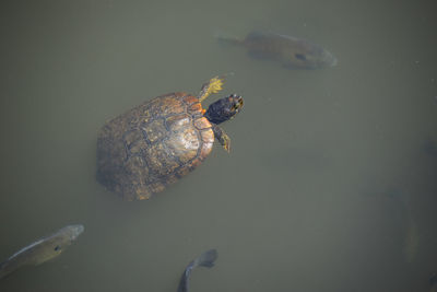 High angle view of turtle and fishes in water