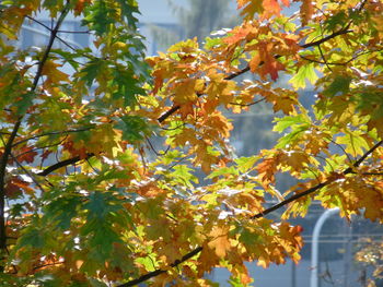 Low angle view of tree in autumn