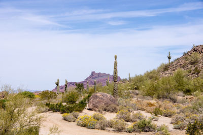 Desert scene with cacuts against blue sky