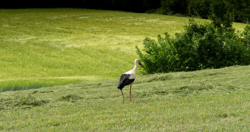 Side view of a bird on field