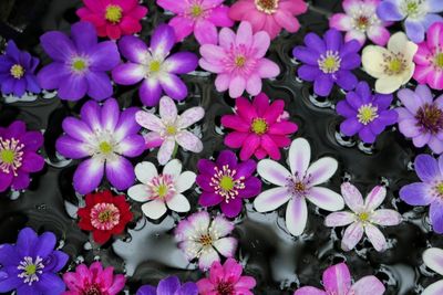 Close-up of purple flowers blooming outdoors