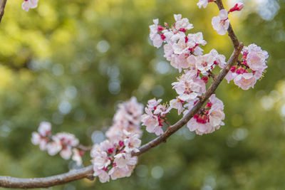 Close-up of pink cherry blossoms in spring