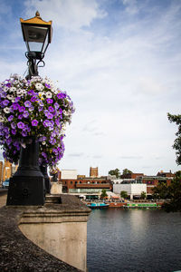 Purple flowering plants by river against sky