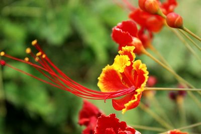 Close-up of red hibiscus blooming in garden