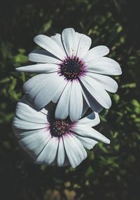 Close-up of osteospermum blooming outdoors