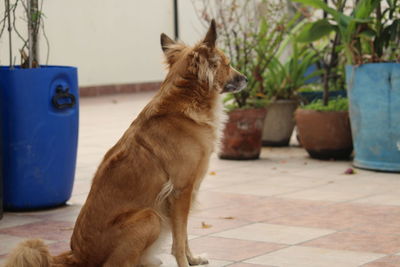 View of a dog looking away