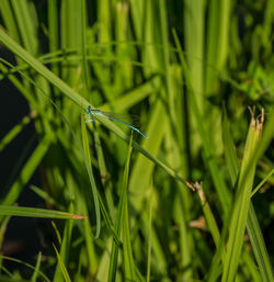 Close-up of insect on grass