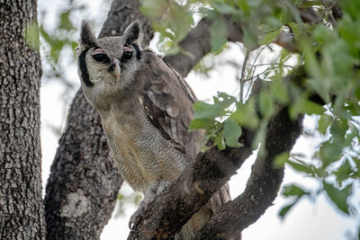 Low angle view of bird perching on tree