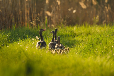 Geese and goslings perching by plants on land