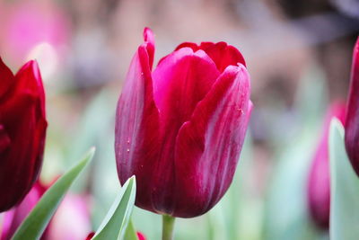 Close-up of pink tulips