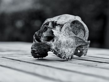 Close-up of animal skull